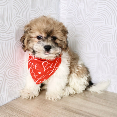 Caden - Available Now