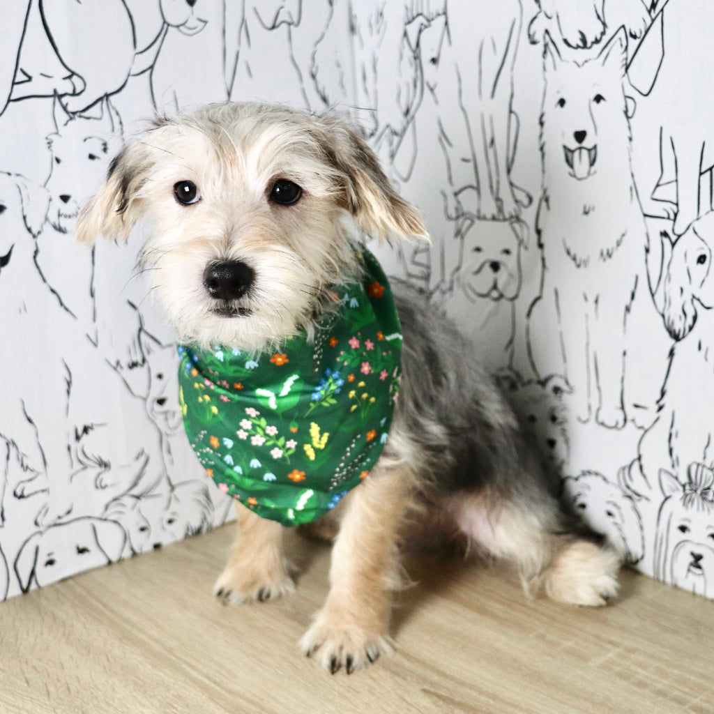 Paxton - Available Now