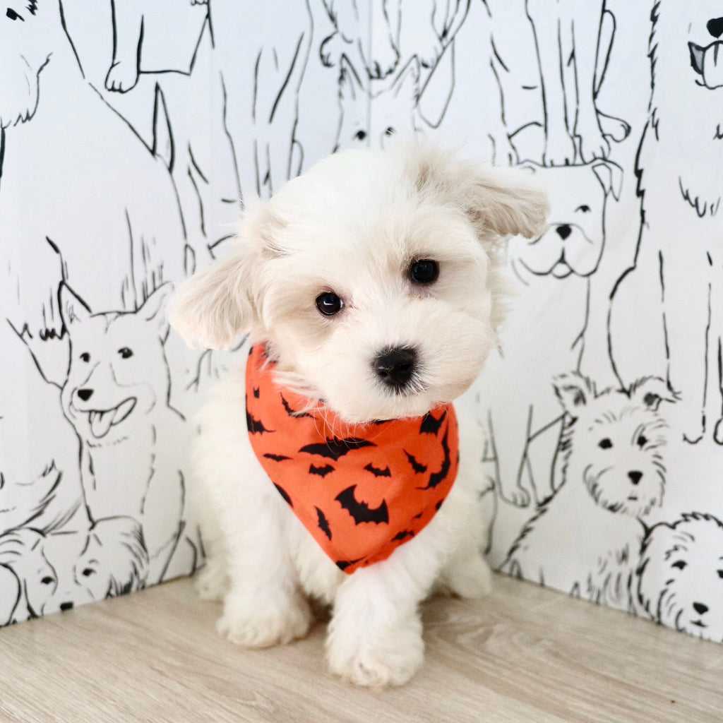 Lonnie - Available Now