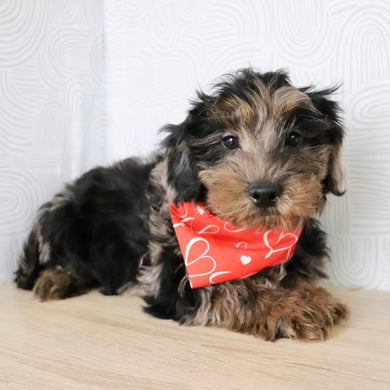 Tarzan - Available Now