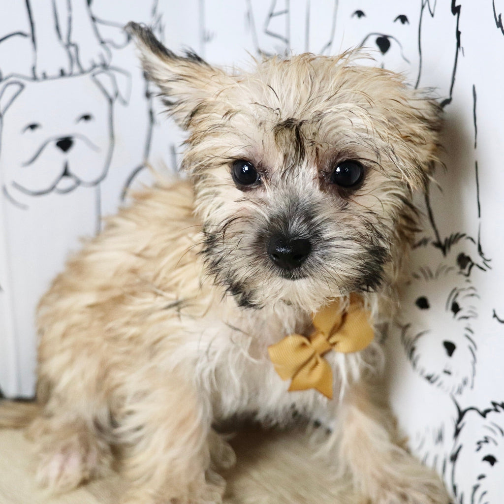 Pierre - Available Now