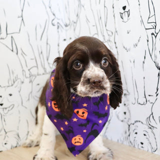 Birdie *PRE-TRAINED* - Available 11/23