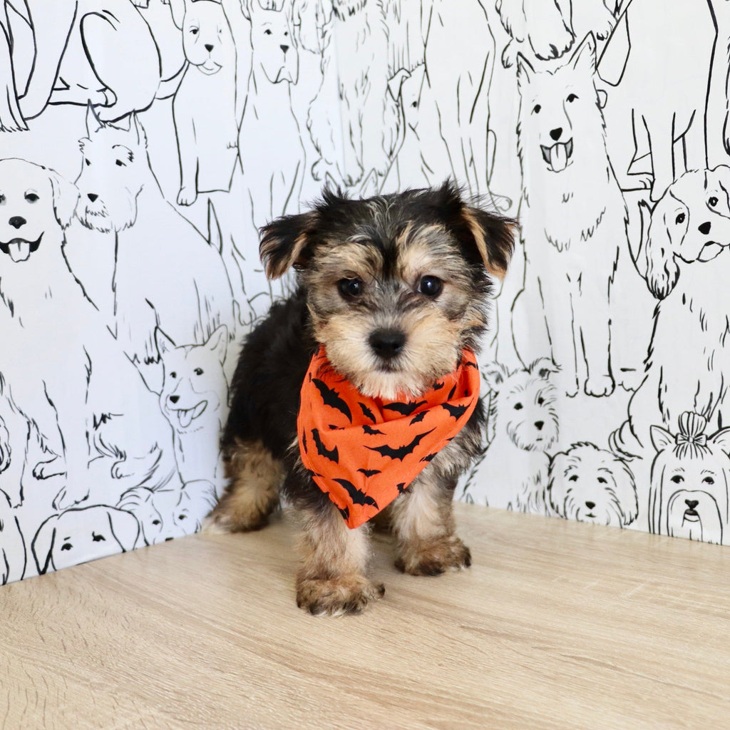 Bodie - Available 10/25