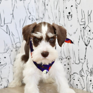 Albie - Available Now