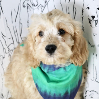 Connor - Available Now