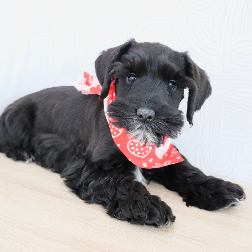 Cadet - Available Now