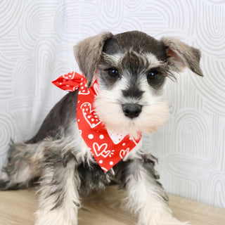 Rizzo - Available Now