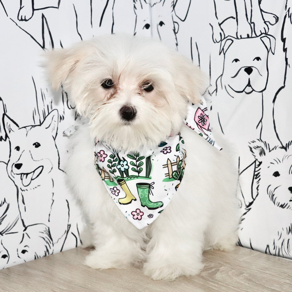 Susannah - Available Now