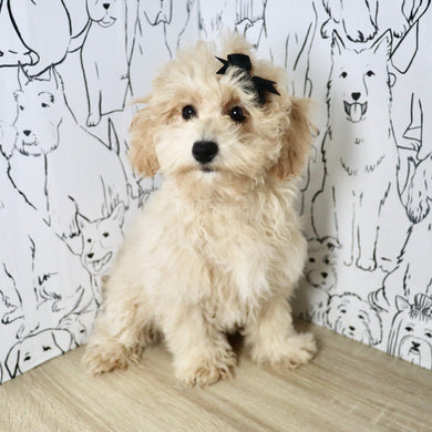 Trudy - Available Now