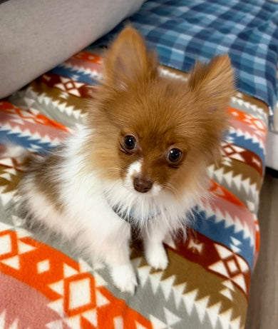 Adwin *PRE-TRAINED* - Available Now