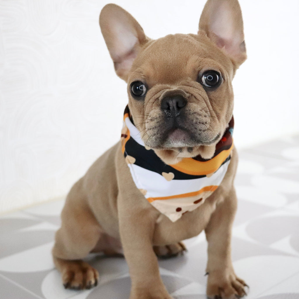 Smokey - Available Now