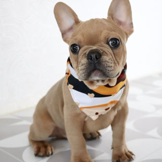 Smokey - Available Now