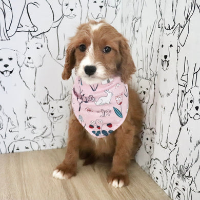 Aliya - Available Now