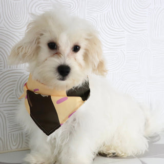 Emmitt - Available Now
