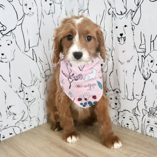 Aliya - Available Now