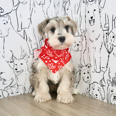 Hughes - Available Now