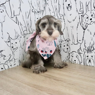 Zendaya - Available Now