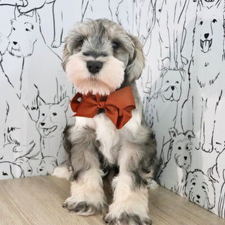 Colson - Available Now