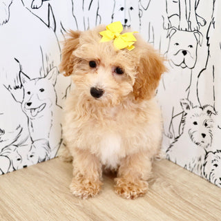 Misha - Available Now