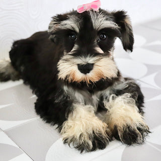 Petunia - Available Now