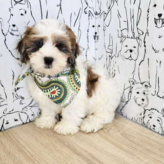 Toby - Available Now