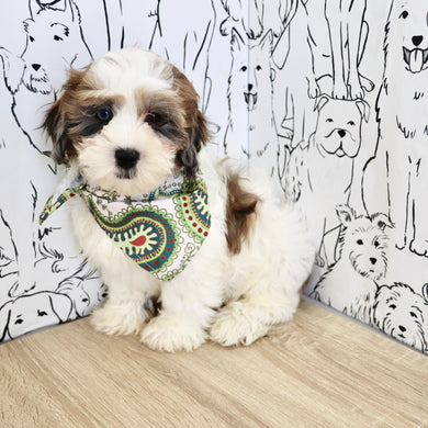 Toby - Available Now