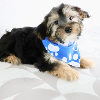 Benny - Available Now