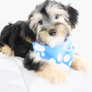 Benny - Available Now