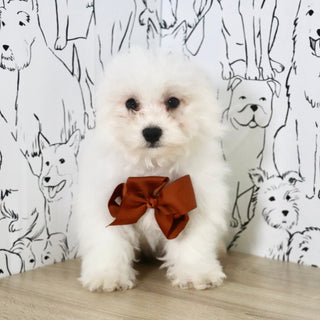 Harry - Available Now