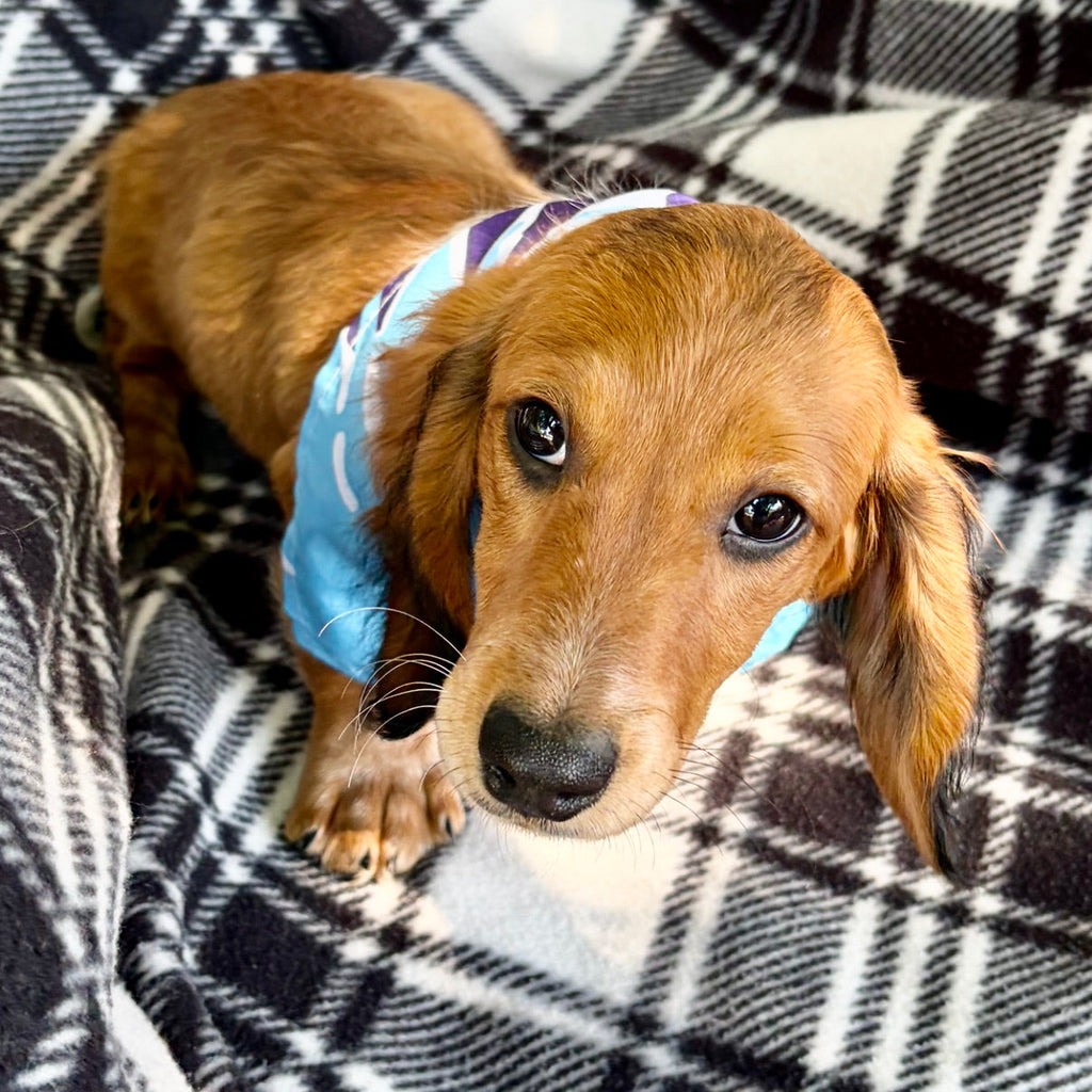 Milton Pre-Trained - Available 6/8