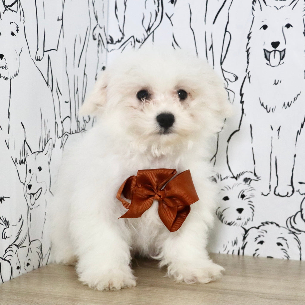 Harry - Available Now