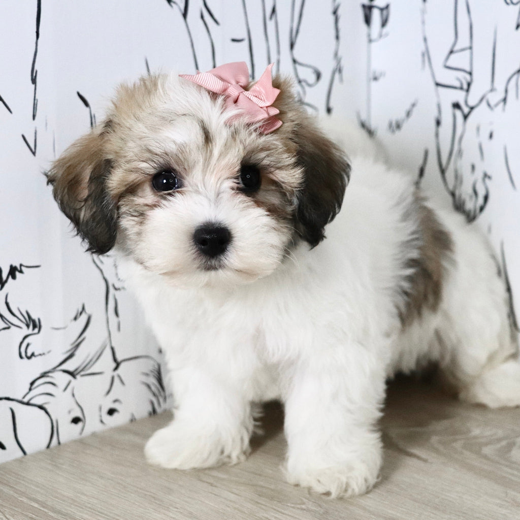 Addie - Available Now