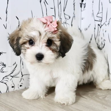 Addie - Available Now