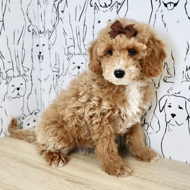 Trudy - Available Now
