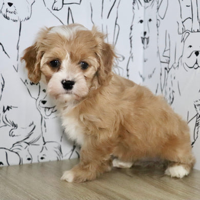 Jana - Available Now