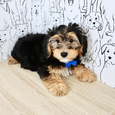 Chester - Available Now