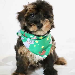Mackie - Available Now