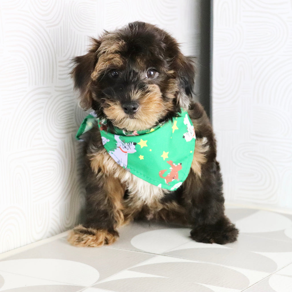 Mackie - Available Now