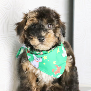 Mackie - Available Now