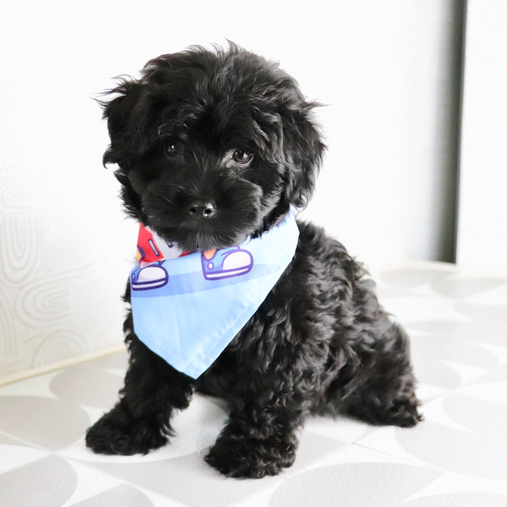 Bruiser - Available Now