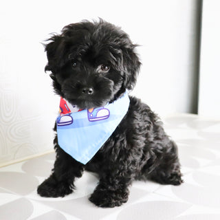 Bruiser - Available Now