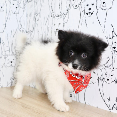 Pongo - Available Now