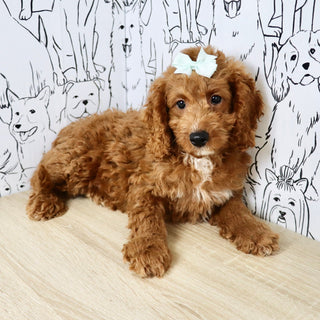 Nora - Available 6/4