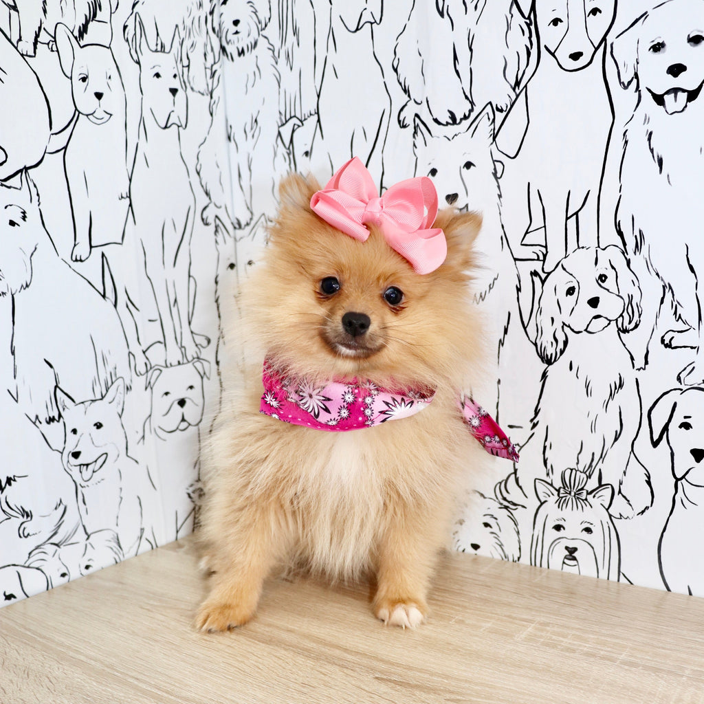 Petey - Available 3/4