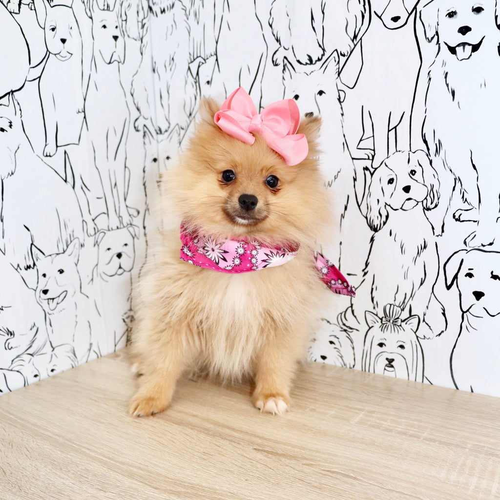 Petey - Available 3/4