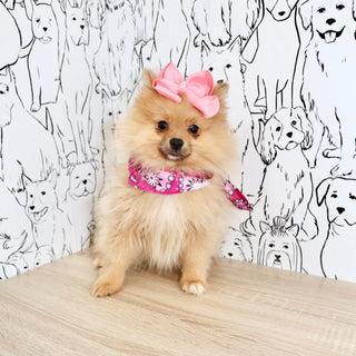 Petey - Available 3/4