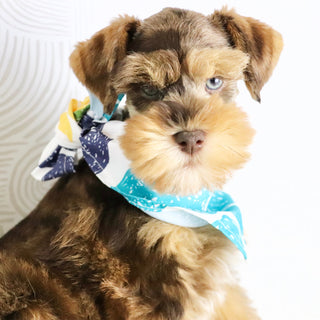 Scout - Available now