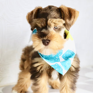 Scout - Available now