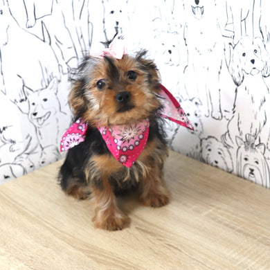 Lexis - Available Now