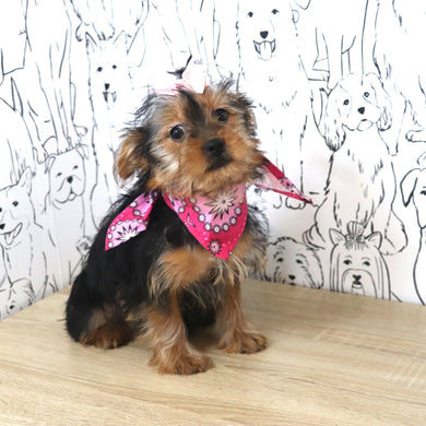 Lexis - Available Now